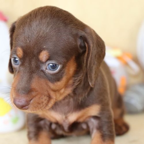 Adorables teckel a poils ras #5