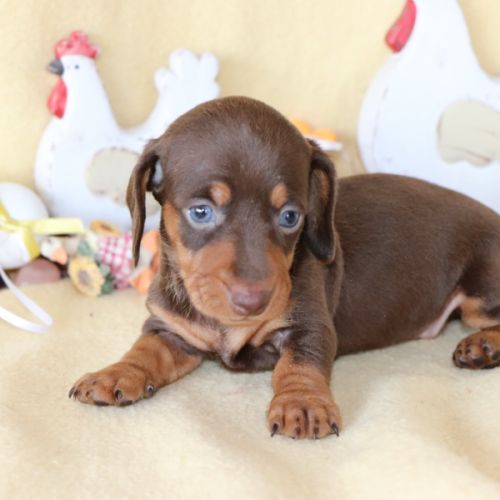 Adorables teckel a poils ras #8