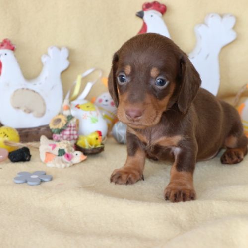 Adorables teckel a poils ras #9