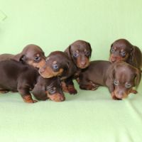 Adorables teckel a poils ras #2