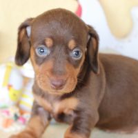 Adorables teckel a poils ras