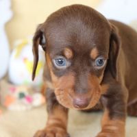 Adorables teckel a poils ras #4