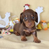 Adorables teckel a poils ras #6