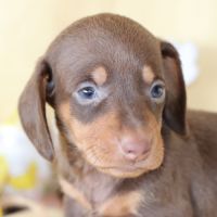 Adorables teckel a poils ras #7