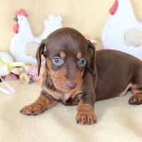 Adorables teckel a poils ras #8