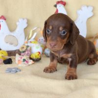 Adorables teckel a poils ras #9