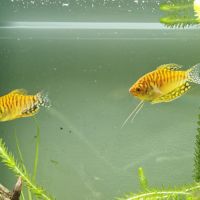 Couple gourami miel
