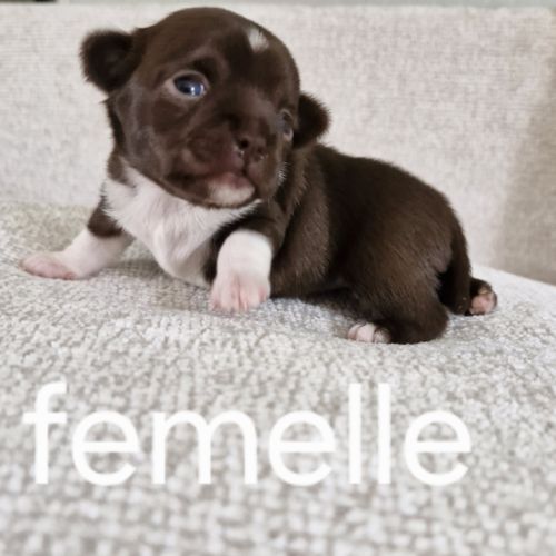 Chihuahua femelle #2