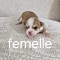 Chihuahua femelle