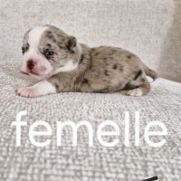 Chihuahua femelle #3