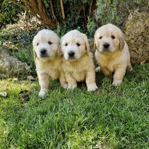 Golden retriever lof #1