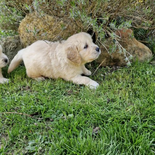 Golden retriever lof #0