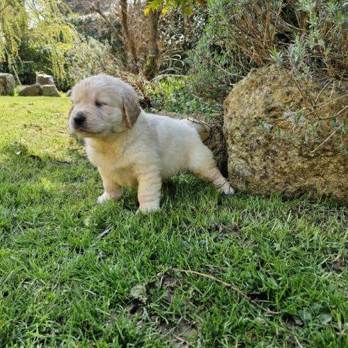 Golden retriever lof #3