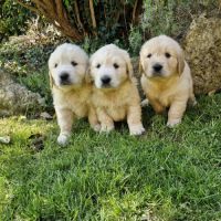 Golden retriever lof #1