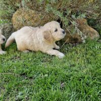 Golden retriever lof