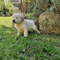 Golden retriever lof #3