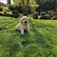 Golden retriever lof #4