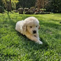 Golden retriever lof #5