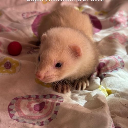 Furetons disponibles à l’adoption #2