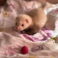 Furetons disponibles à l’adoption #1