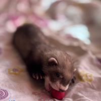 Furetons disponibles à l’adoption