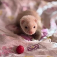 Furetons disponibles à l’adoption #4