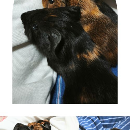 Bébés cochons d'inde mâles