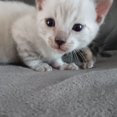 Chaton bengal #1