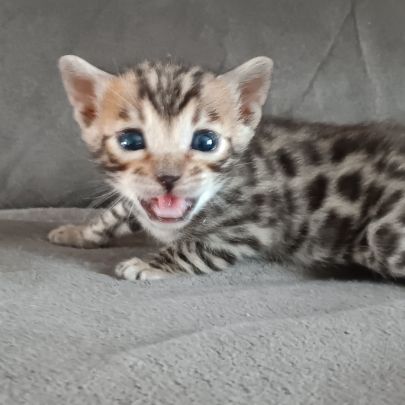 Chaton bengal #3