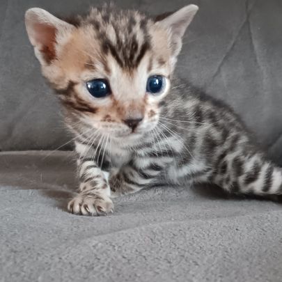 Chaton bengal #4