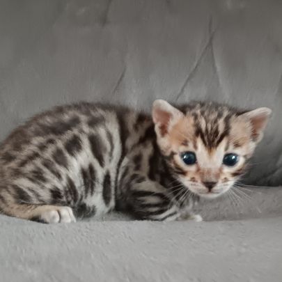 Chaton bengal #7