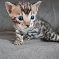Chaton bengal #4