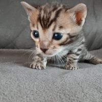 Chaton bengal #5