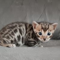 Chaton bengal #7