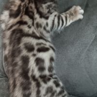 Chaton bengal #8