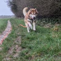 Male husky 5 ans à adopter