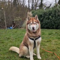 Male husky 5 ans à adopter #2