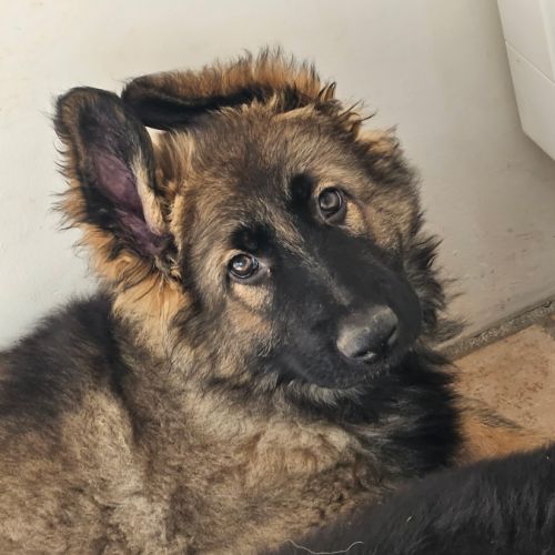 Chiot berger allemand #1