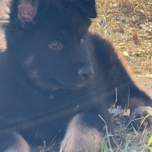 Chiot berger allemand #0