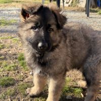 Chiot berger allemand #2