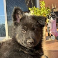 Chiot berger allemand #3