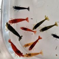 Crevettes différentes variétés