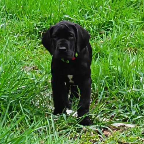 Chiots dogue allemand lof