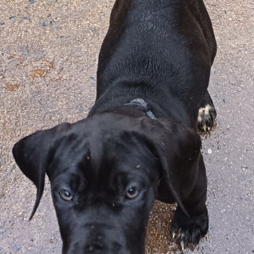 Chiots dogue allemand lof #4