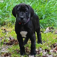 Chiots dogue allemand lof #1