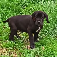 Chiots dogue allemand lof #2