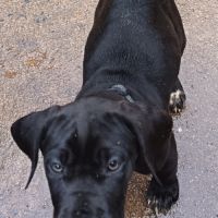 Chiots dogue allemand lof #4