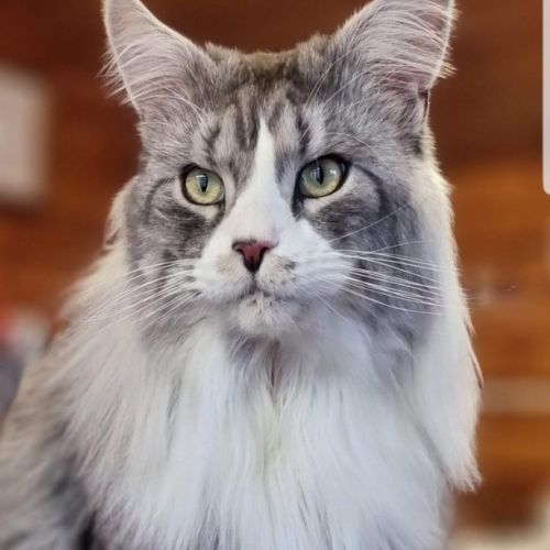 Chatons maine coon loof