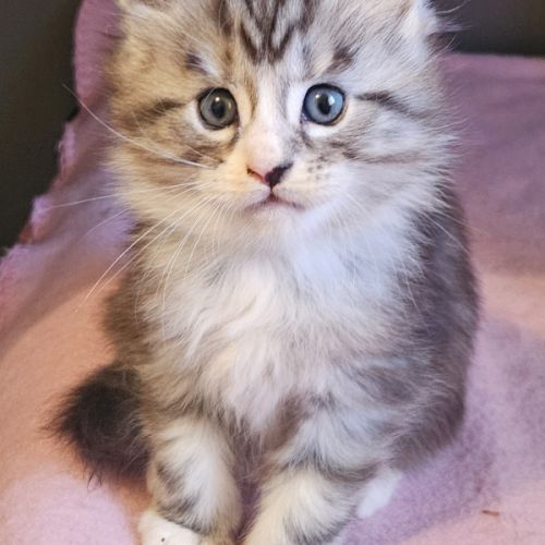 Chatons maine coon loof #3