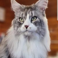 Chatons maine coon loof #0
